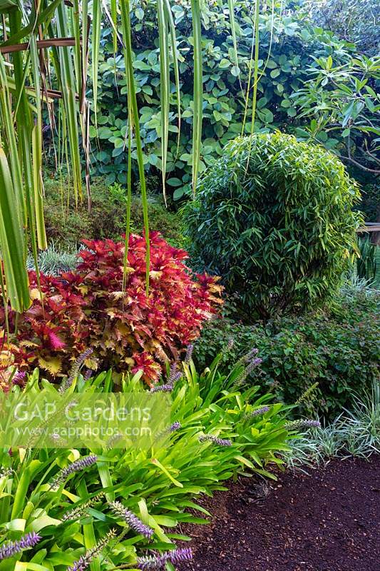 A colourful tropical style garden 