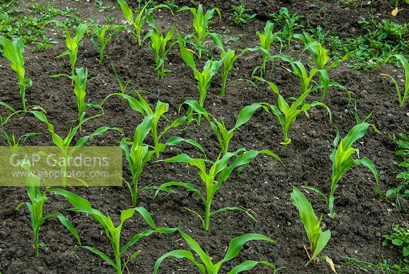 Bed of Sweetcorn plants on allotment - Open Gardens Day, Grundisburgh, Suffolk