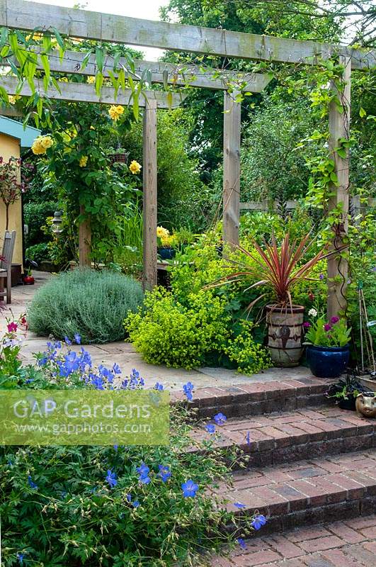 Steps leading to planted area under pergola, with blue Hardy Geraniums, Santolina chamaecyparissus - Cotton Lavender, yellow Climbing Rose, Alchemilla mollis - Lady's Mantle, Cordyline australis in container and Clematis on pergola - Open Gardens Day, Laxfield, Suffolk