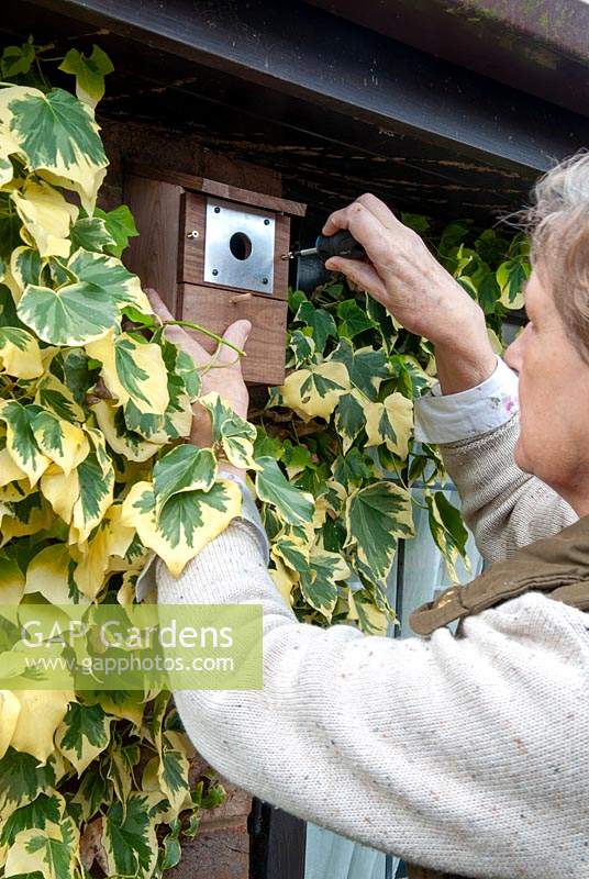 Refixing front cover to new birdbox after attachment to wall, amongst surrounding variegated Ivy
