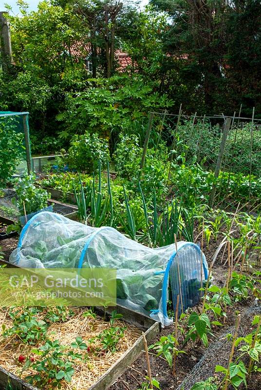 Allotment beds of vegetables and fruit, with cabbage bed protected with mesh against white butterfly attack - Open Gardens Day, Friston, Suffolk