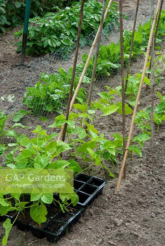 Runner Beans grown in trays and transplanted to open ground against canes for later support - Open Gardens Day, Friston, Suffolk