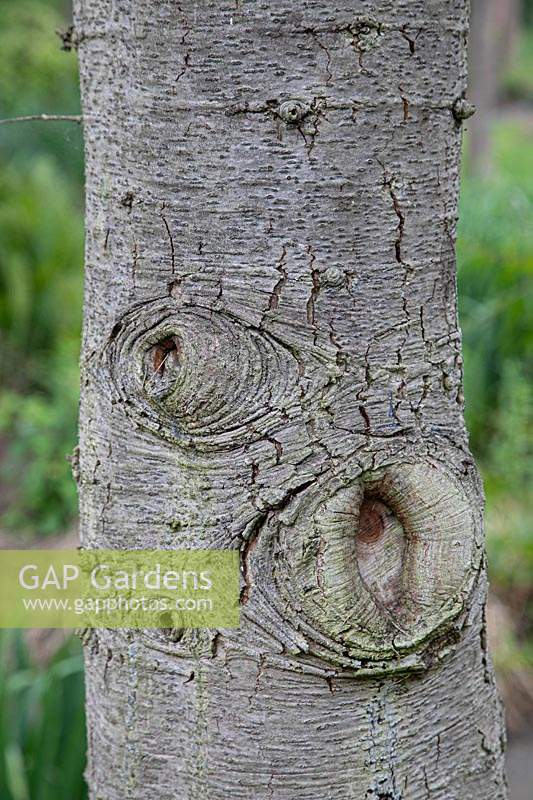 Cedrus libani - Cedar of Lebanon - detail of bark on trunk 