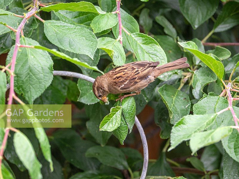 Passer domesticus - house sparrow in tree feeding on aphid infestation of plum tree. 