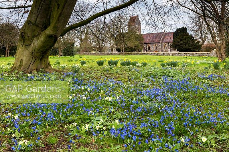 Scilla sibirica, primroses, Primula vulgaris and early-flowering daffodils, Narcissus under a mature beech tree