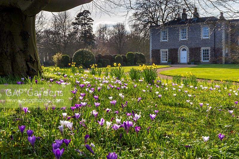 View of Wretham Lodge with purple and white Dutch hybrid crocuses under the boughs of a mature Fagus sylvatica.