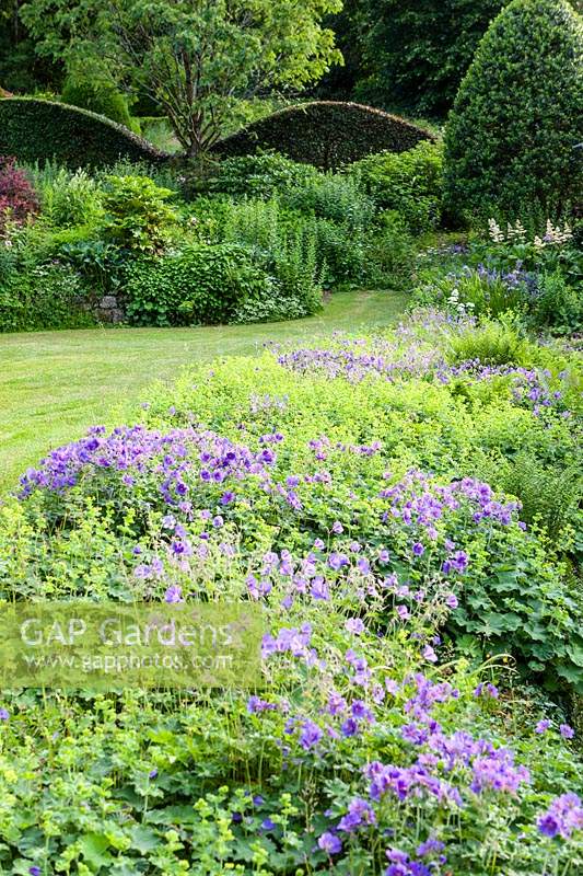 Bed of Alchemilla mollis with several different blue geraniums. June. Veddw House Garden, Monmouthshire, UK