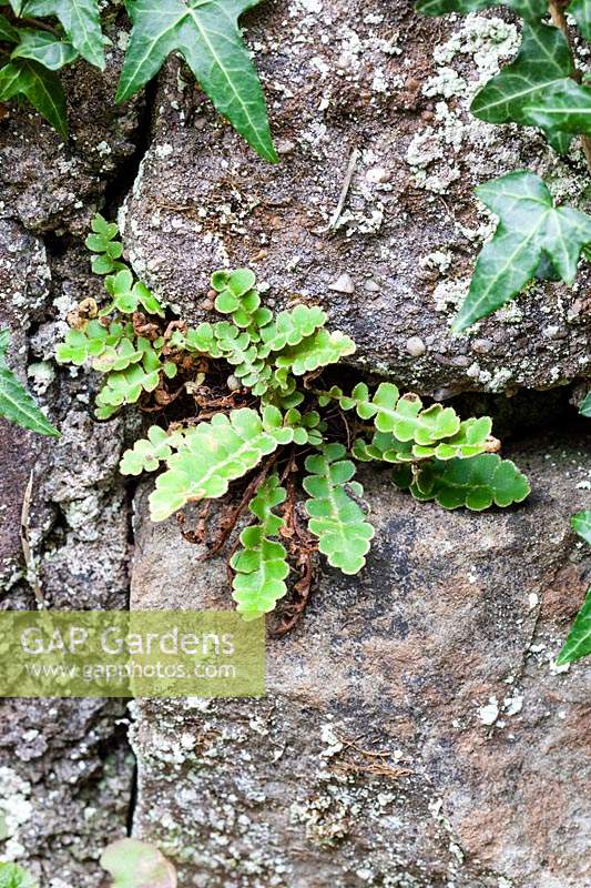 Asplenium ceterach growing in crevice in stone wall. June