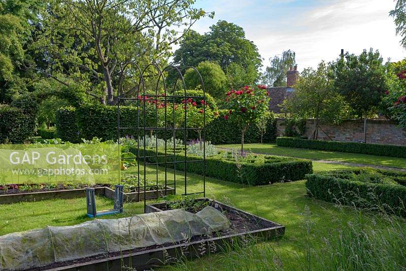 Raised beds in the vegetable garden with lawn and Buxus - Box - parterre with Salvia and Rosa 'L. D. Braithwaite' - English Shrub Rose - as standards 