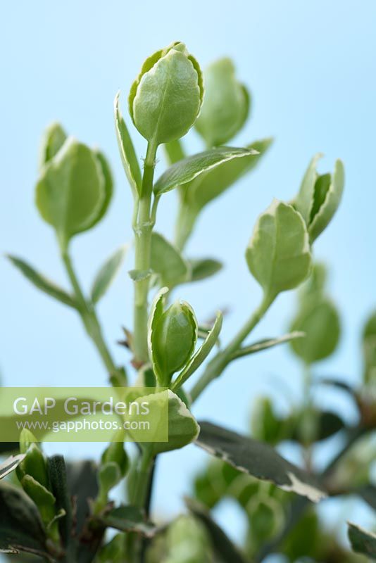 Euonymus fortunei 'Emerald Gaiety', young shoots 