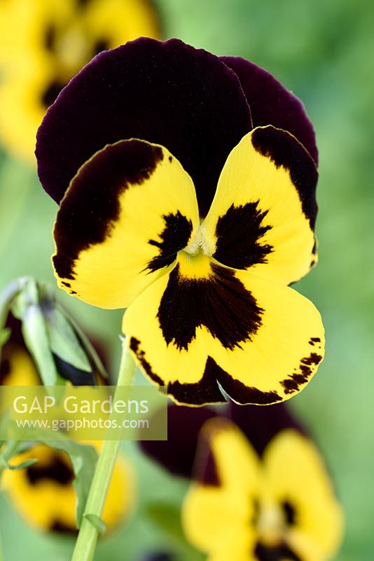 Viola Universal Mixed' - Pansy - one colour from mixture