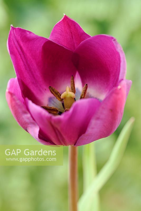Tulipa 'Negrita' - Tulip Triumph Group 
