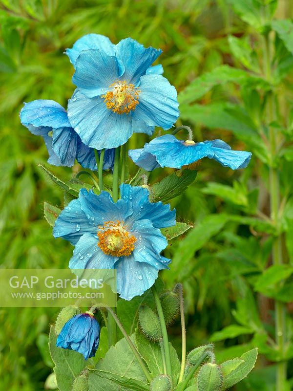 Meconopsis betonicifolia - Blue Himalayan Poppy 