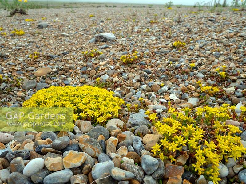 Sedum acre - Biting stonecrop growing on shingle beach. 