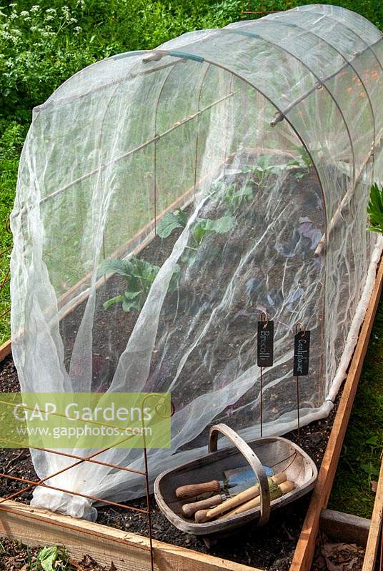 Fine mesh covering over brassica plants to prevent white butterfly attack