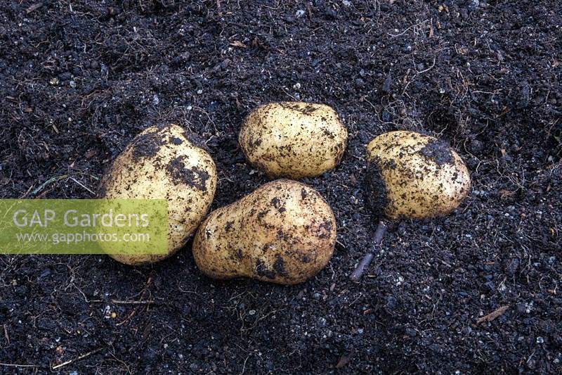 Newly harvested Potato TomTato tubers on soil surface. 