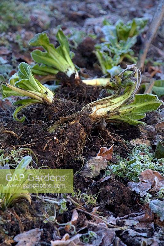 Lifting roots Cichorium intybus 'Witloof Zoom' - Chicory - for forcing on a frosty day. 