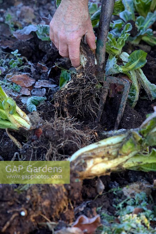 Lifting roots Cichorium intybus 'Witloof Zoom' - Chicory - for forcing on a frosty day.
