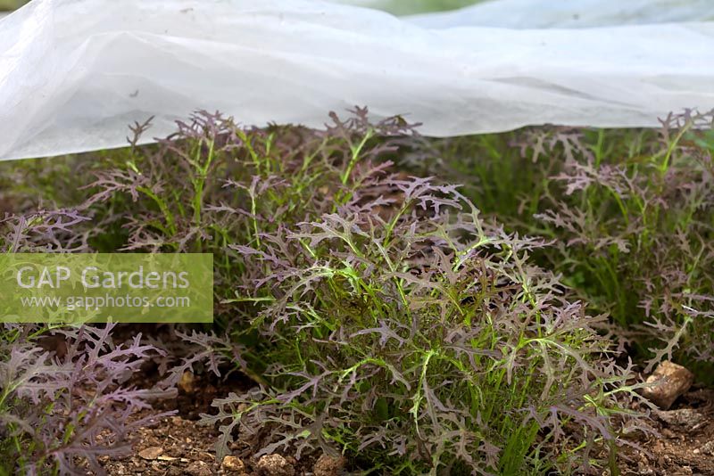 Mizuna 'Red Streaked' - Brassica rapa var. niposinica, protected under fleece in polytunnel.
