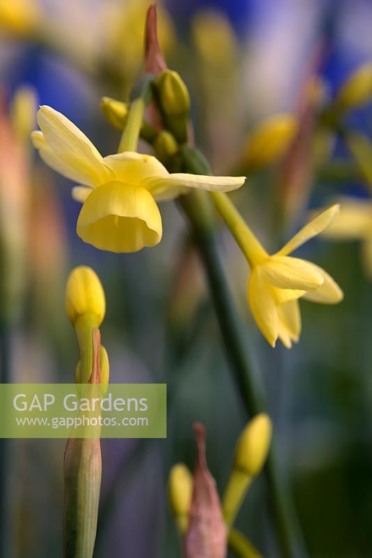 Narcissus 'Angel's Whisper' - Daffodil 'Angel's Whisper' 