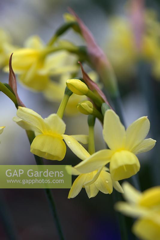 Narcissus 'Angel's Whisper' - Daffodil 'Angel's Whisper'
