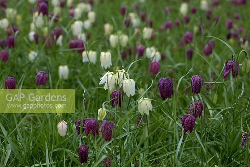 Fritillaria meleagris a dense stand in a naturalised meadow