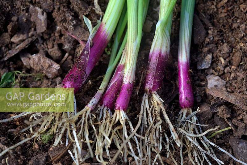 Allium cepa 'Lilia' - Spring onion