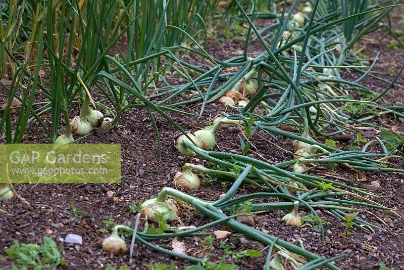 Maturing overwintered onion crop in mid June - Allium 'Keepwell'.