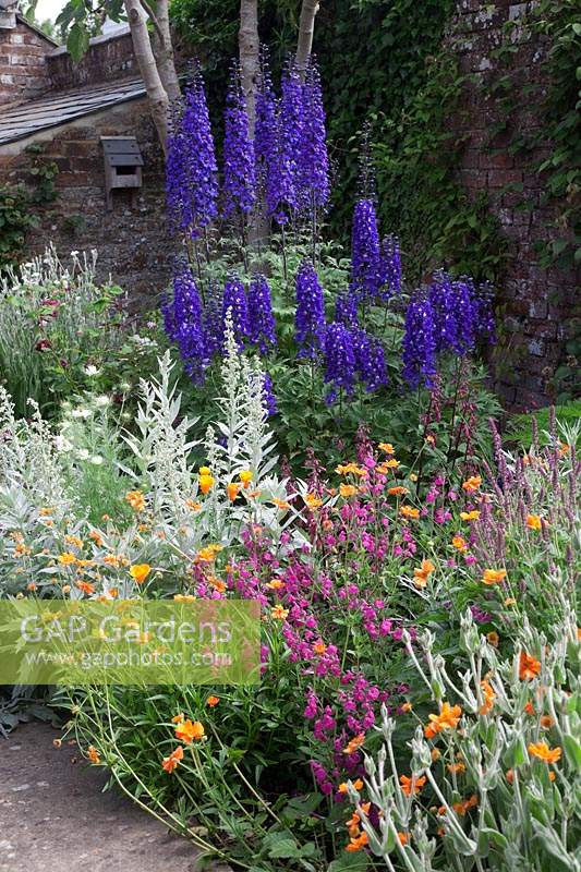 Mixed perennial border in courtyard garden, with Delphinium 'Black Knight, Geum 'Prinses Juliana' and Artemisia ludoviciana 'Valerie Finnis'
 