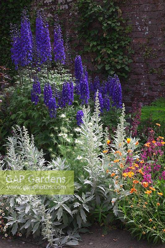 Mixed perennial border in courtyard garden, with Delphinium 'Black Knight, Geum 'Prinses Juliana', Nigella damascena 'Miss Jekyll' and Artemisia ludoviciana 'Valerie Finnis'. 


