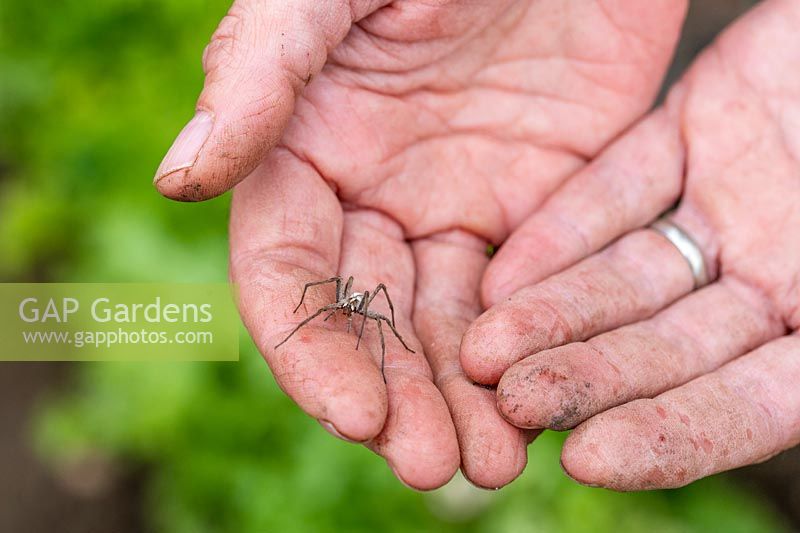 Nursery Web Spider in person's hands. 