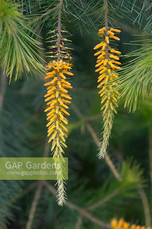 Persoonia pinifolia - Pine-leaved Geebung or Mambara