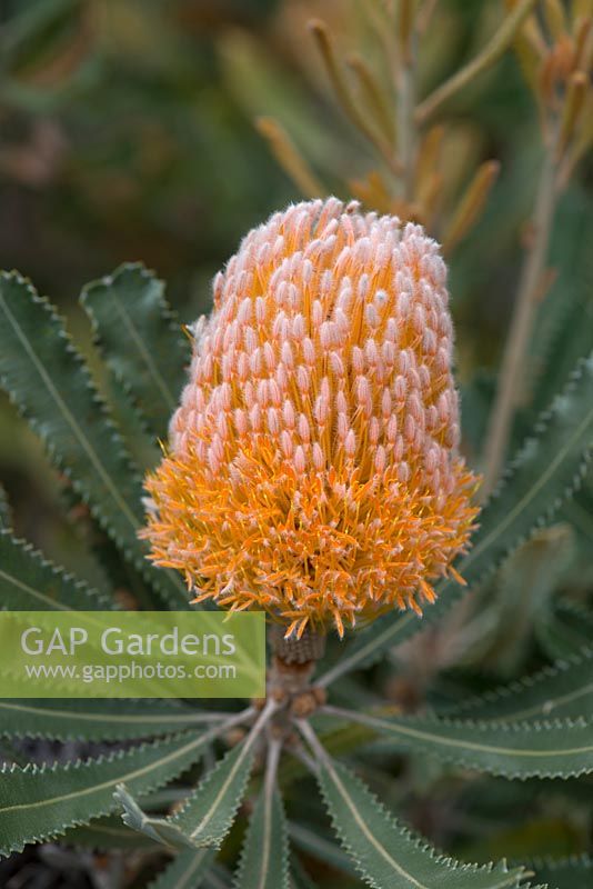 Banksia burdettii - Burdett's Banksia