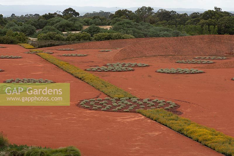 Overview of Red Sand Garden imitating red interior of Australia, with beds of Chrysocephalum apiculatum and Westringia fruticosa - Coastal Rosemary - with trees and landscape beyond