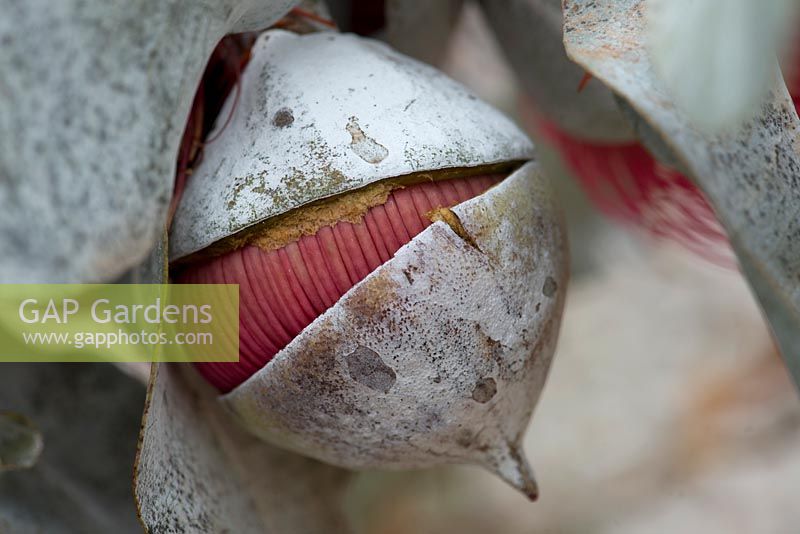 Eucalyptus macrocarpa - Mottlecah - detail of a bud