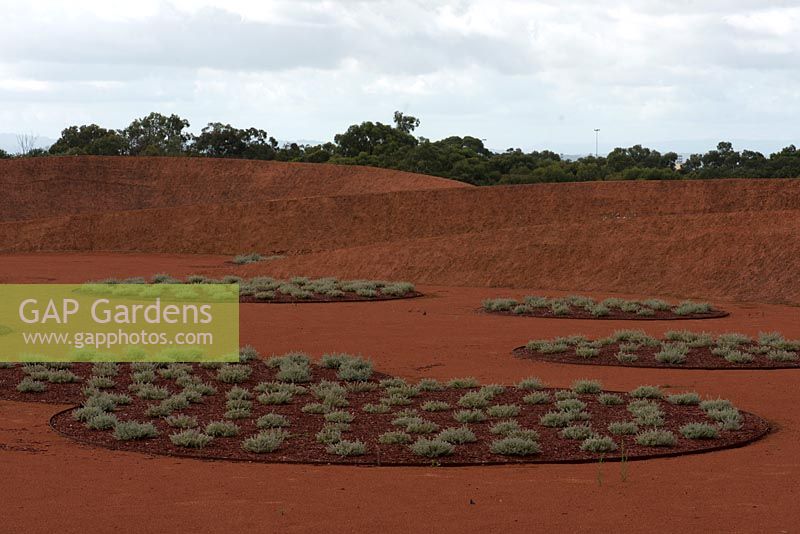 Red Sand Garden, planted with circular beds of Westringia fruticosa 'Smokey' - Coastal Rosemary