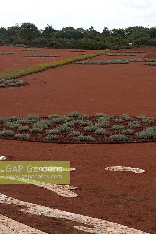 Red Sand Garden, planted with circles of Westringia fruticosa 'Smokey' - Coastal Rosemary