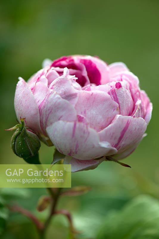 Rosa 'Honorine de Brabant' - Bourbon Rose - dew on petals 