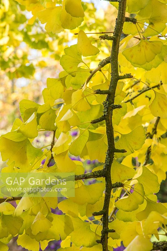 Gingko biloba - Maidenhair Tree - branch with leaves