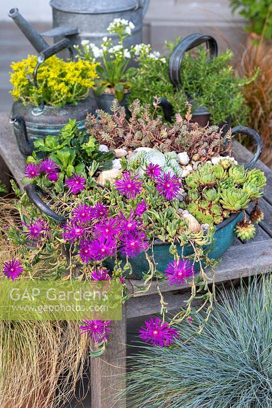 Vintage copper bowl planted with Delosperma cooperi, with its daisy-like flowers and succulent leaves plus Sempervivum and Saxifrage