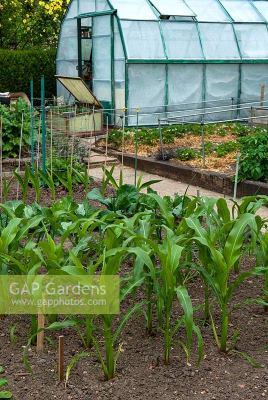 Vegetable garden with raised beds of Sweetcorn, Cabbages and Strawberries and shaded greenhouse beyond - Open Gardens Day, Bures, Suffolk