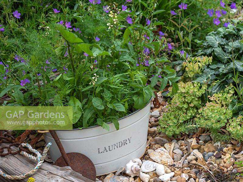 Use old containers to plant a wild flower garden. - Place in corner of garden.  Wild radish - Raphanus raphanistrum Wild Tansy  Phacelia tanacetifolia mallow - marigold.
