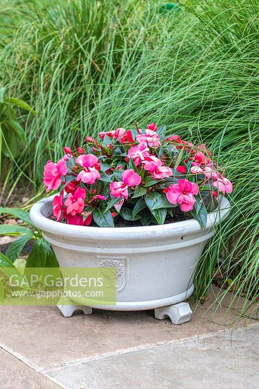 Impatiens - Busy Lizzie - in white container with pot feet on paving, ornamental grasses in background