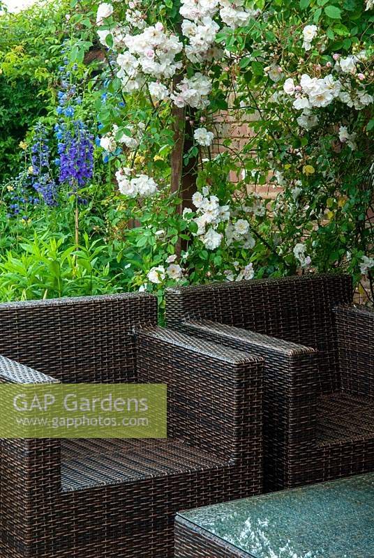 Rattan garden chairs and table beside Rambling Rose 'Adelaide d'Orleans' and border with Delphiniums beyond - Open Gardens Day, Coddenham, Suffolk