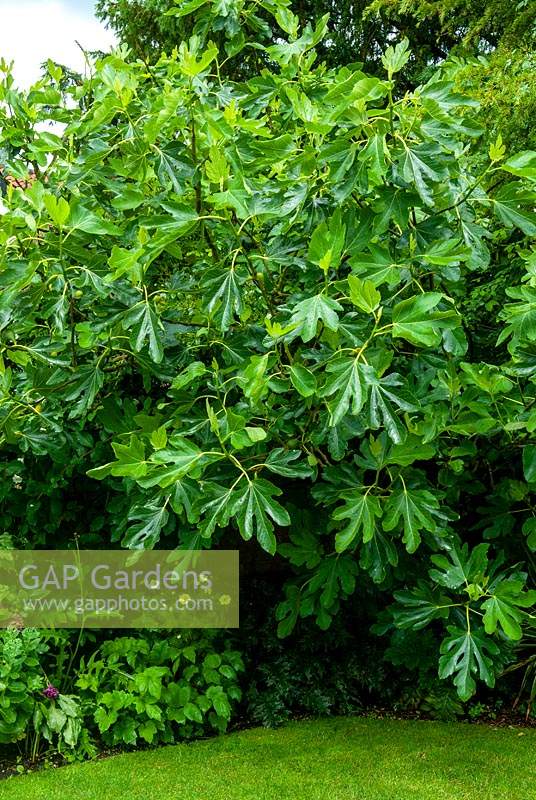 Fig bush, Ficus carica, in border - Open Gardens Day, Double Street, Framlingham, Suffolk