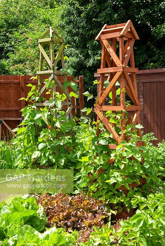 Runner Beans growing on sturdy wooden obelisks - Open Gardens Day, Great Finborough, Suffolk