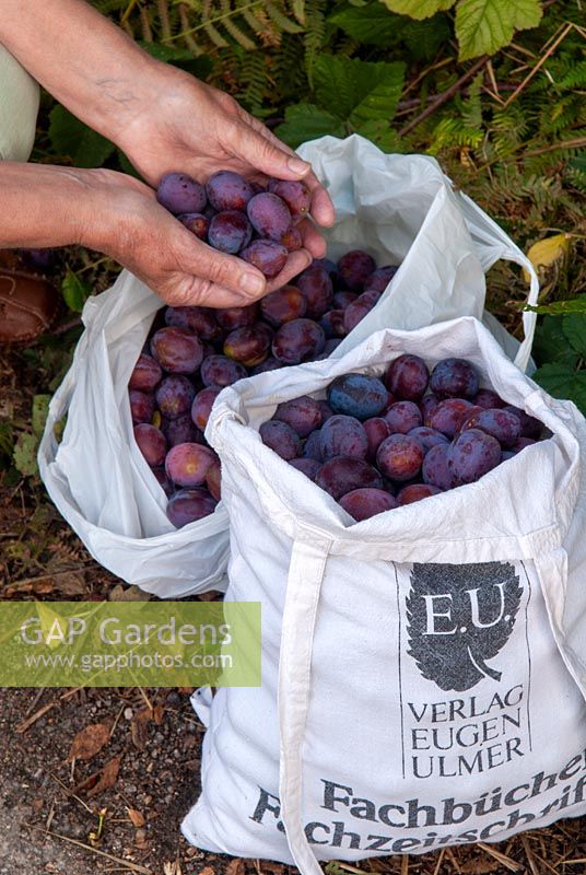 Bags of wild Plums harvested from hedgerow