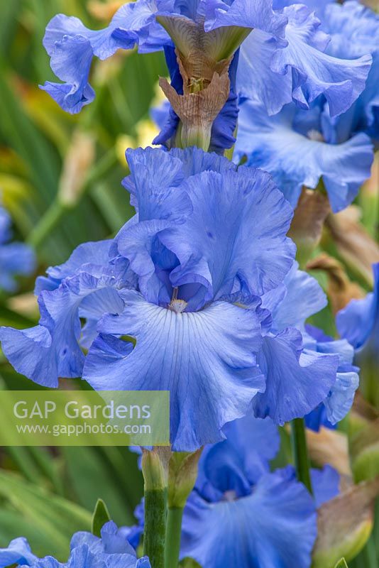Iris 'Skye Blue' - English Iris Company