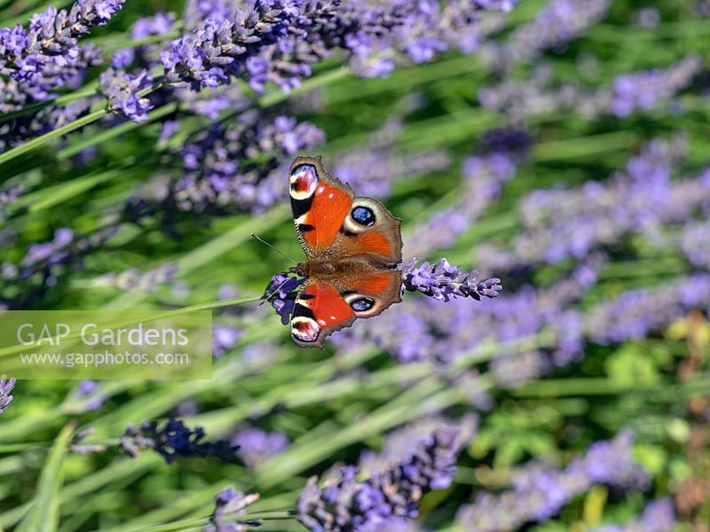 Aglais io - Peacock Butterfly - feeding on Lavandula angustifolia 'Hidcote' - English Lavender