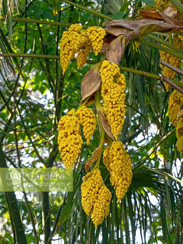 Trachycarpus fortunei - Chusan Palm 